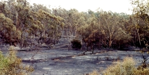 Burning up to the Eucalyptus
