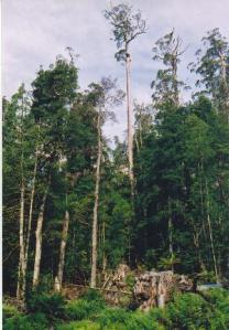 Partially logged forest in Tasmania - Wikimedia Commons, TTaylor