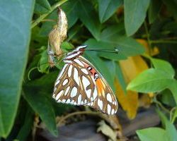 Gulf Fritillary Butterfly emerges on passiflora plant