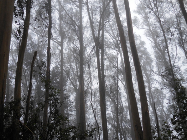 Mt Sutro cloud forest