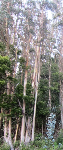 baby eucalyptus will grow tall one day